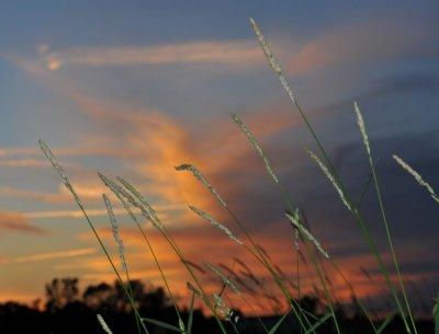 Tall Grass at Sunset
