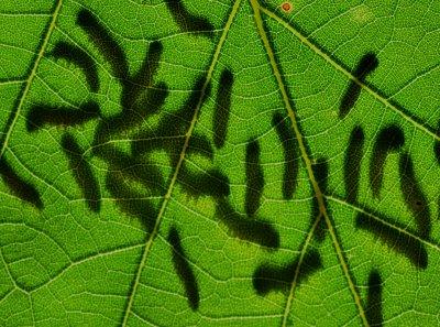 Tiny Hickory Tussock moth caterpillar under a backlit leaf