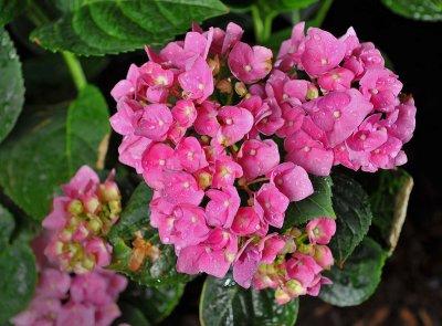 Hydrangea Bloom