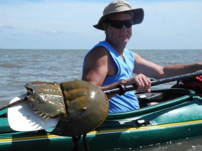 Horseshoe Crab (deceased) on the Atlantic