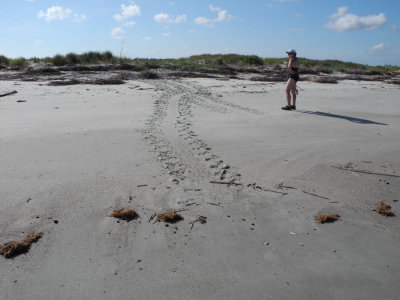 Loggerhead Turtle tracks (to lay eggs at high tide)