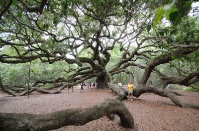Brenda under the Angel Oak. Possibly the largest living organism in the Eastern U.S.