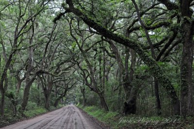 Live oaks on Botany Bay road