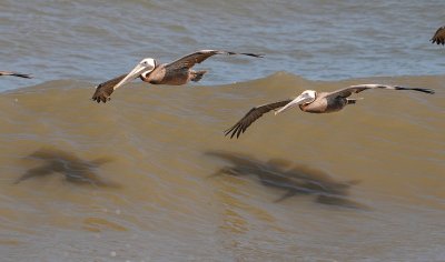 Pelicans riding the waves