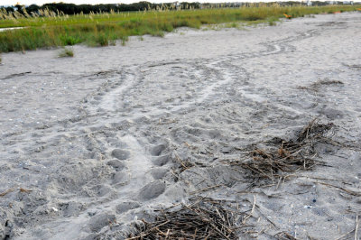 Rambling Loggerhead tracks