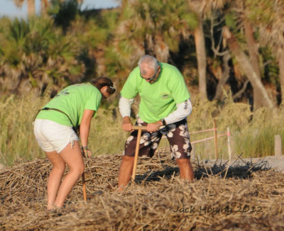 Sea Turtle Volunteers probing for the nest