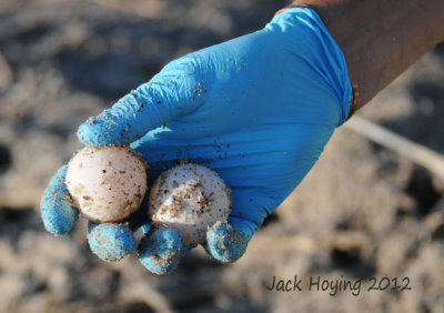 Loggerhead Turtle Eggs