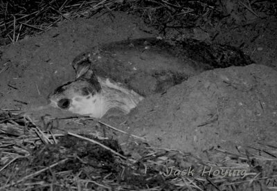 Loggerhead dug in to keep a low profile while leaying eggs