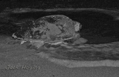 Loggerhead sea turtle at the surf