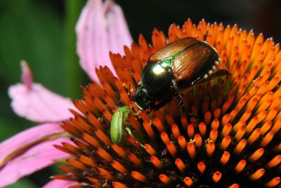 Two beetles are interested in the same pollen