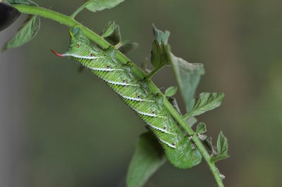 A Tomato Growers most hated sight!  Tomato Hornworm - Manduca Quinquemaculata