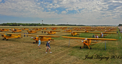 A portion of the 175+ yellow Piper J3 Cubs at Oshkosh 2012