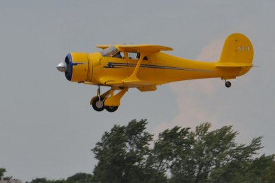 Beech Stagerwing