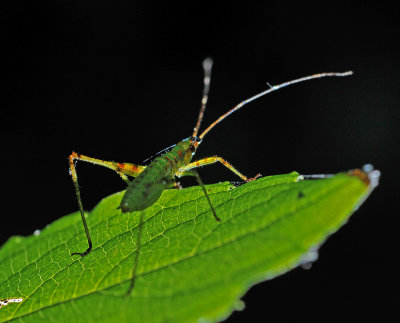 Backlit Insect