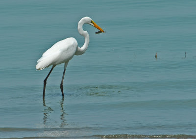 Great Egret with it's catch