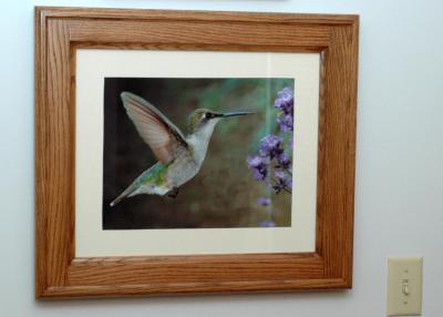 11x14 hummingbird