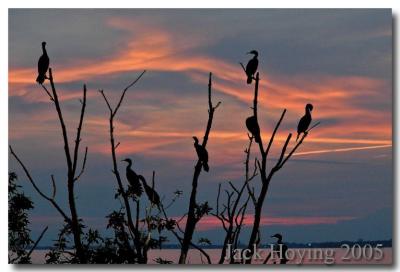 Cormorants at Sunset
