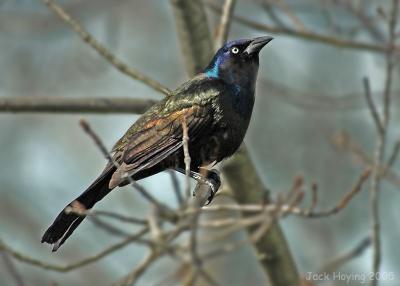 Starling