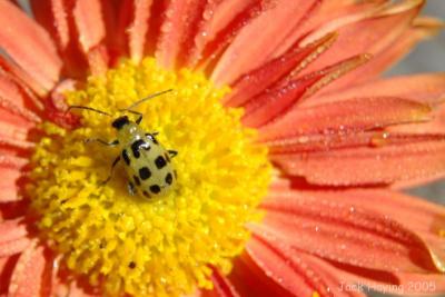Beetle on Mum