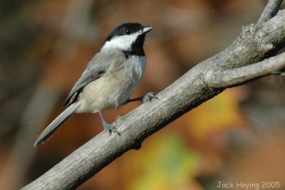 Chickadee