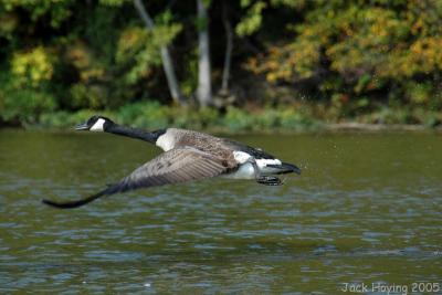 Goose in Flight