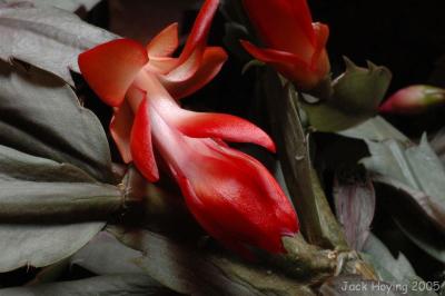 Christmas Cactus