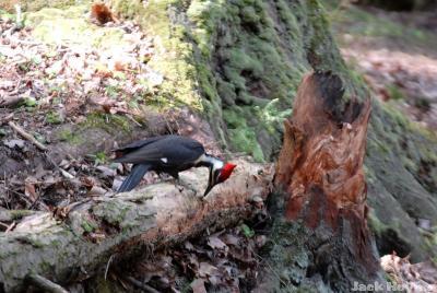 Pileated woodpecker removing bark
