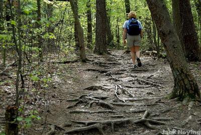 Tree roots on the trails