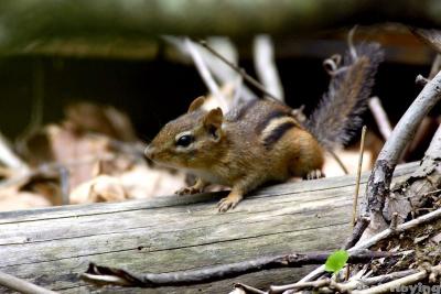 Chipmunk