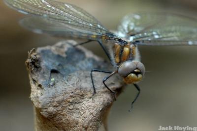 dragonfly 2