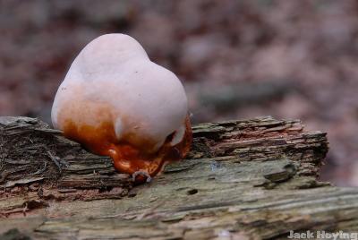 Fungus on a log