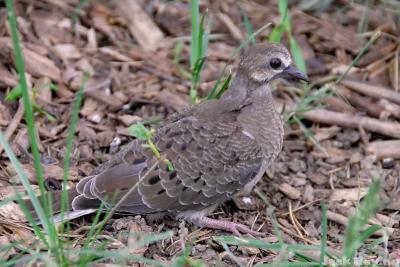 Young dove, about one day before he masters flight