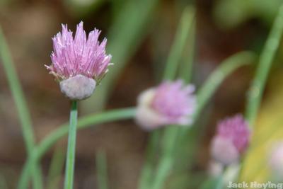 Chive blooms
