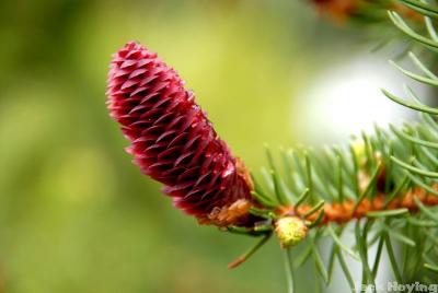 New pine cone (Austrian Pine)