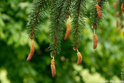 Pollen pods (Austrian Pine)