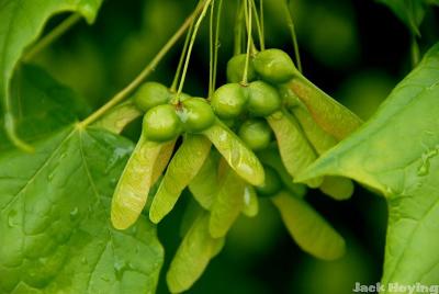 Hard Maple winged seed pods