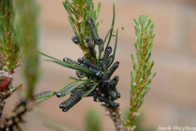 European Pine Sawfly on Mugho Pine