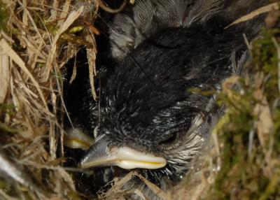 Chickadee lips (about 10 days old)