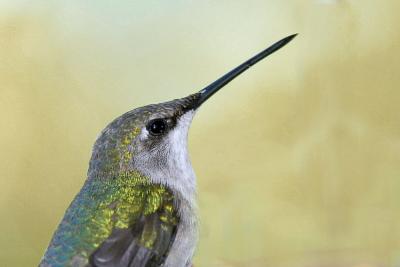 Female / young Hummingbird