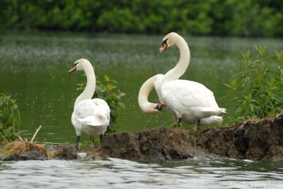 Swans