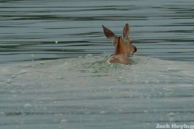 Swimming White Tail Deer 2