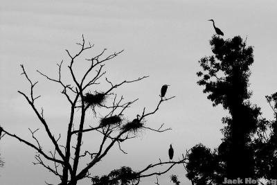 Blue Heron Rookery