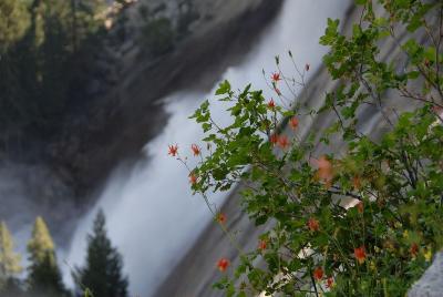 Columbine in front of the Nevada Falls