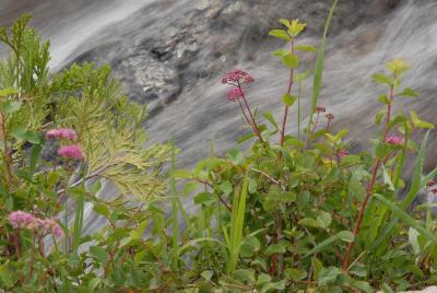 Wild Flowers at Eagle Falls