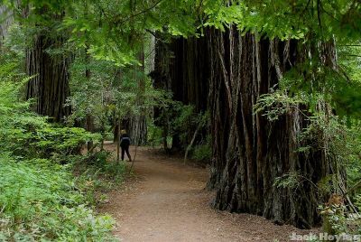 Jedediah Smith Redwoods State Park, CA