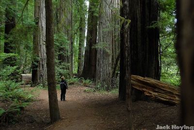 Large trees at Jedediah Smith Redwoods SP