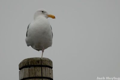 Seagull balancing on one leg