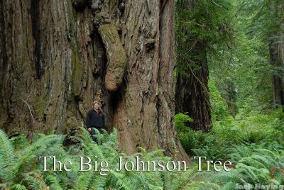 The Big Johnson Tree