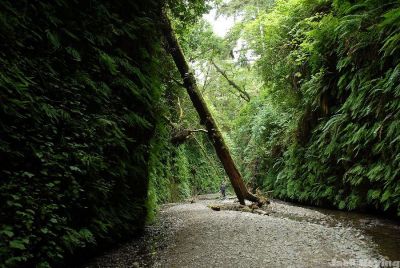 Fern Canyon 2