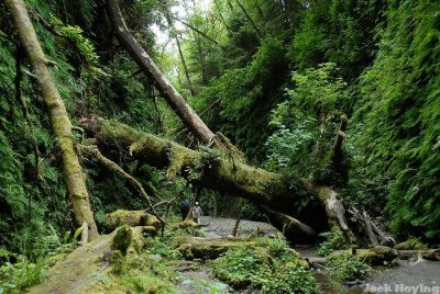 Fern Canyon 5